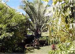 Bungalow Tahiti