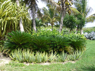 Hotel Due Palme
