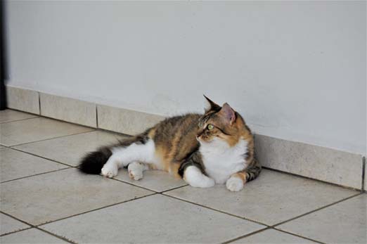 Villa Gatto
